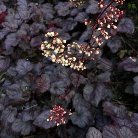 Bookmark my closet 💚 - Picture 7 of 8